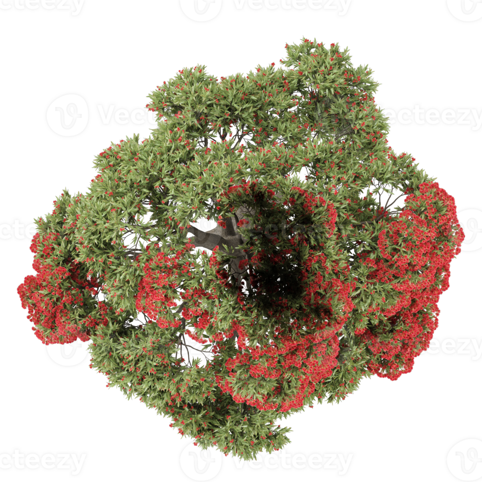 3d illustration of Pohutukawa tree isolated on transparent canvas from top view png