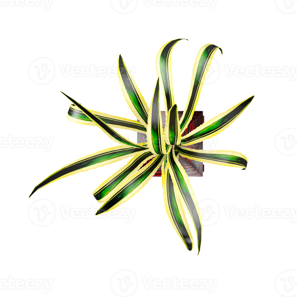 3d Rendering Of Chlorophytum comosum plant on Transparent Canvas from top view png