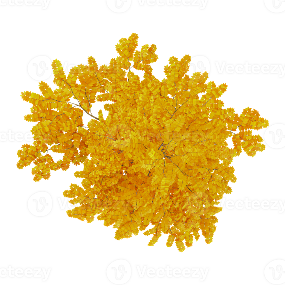 3d illustration of Autumn Leaves tree isolated on transparent canvas from top view png
