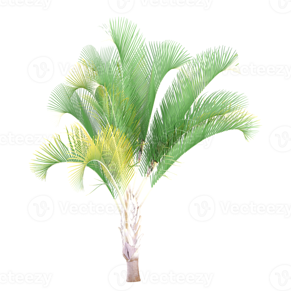3d illustration of Sabal palmetto isolated on transparent canvas png