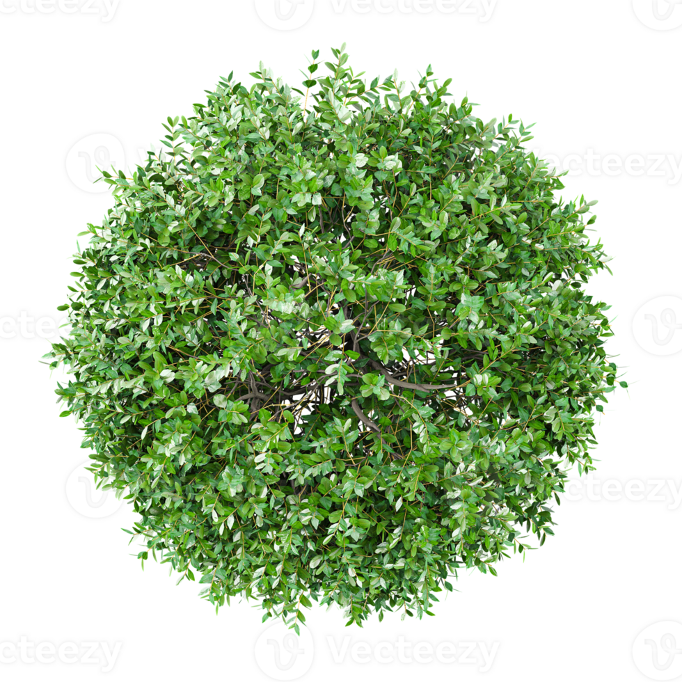 3d illustration of Garden privet trees on transparent Canvas from top view png