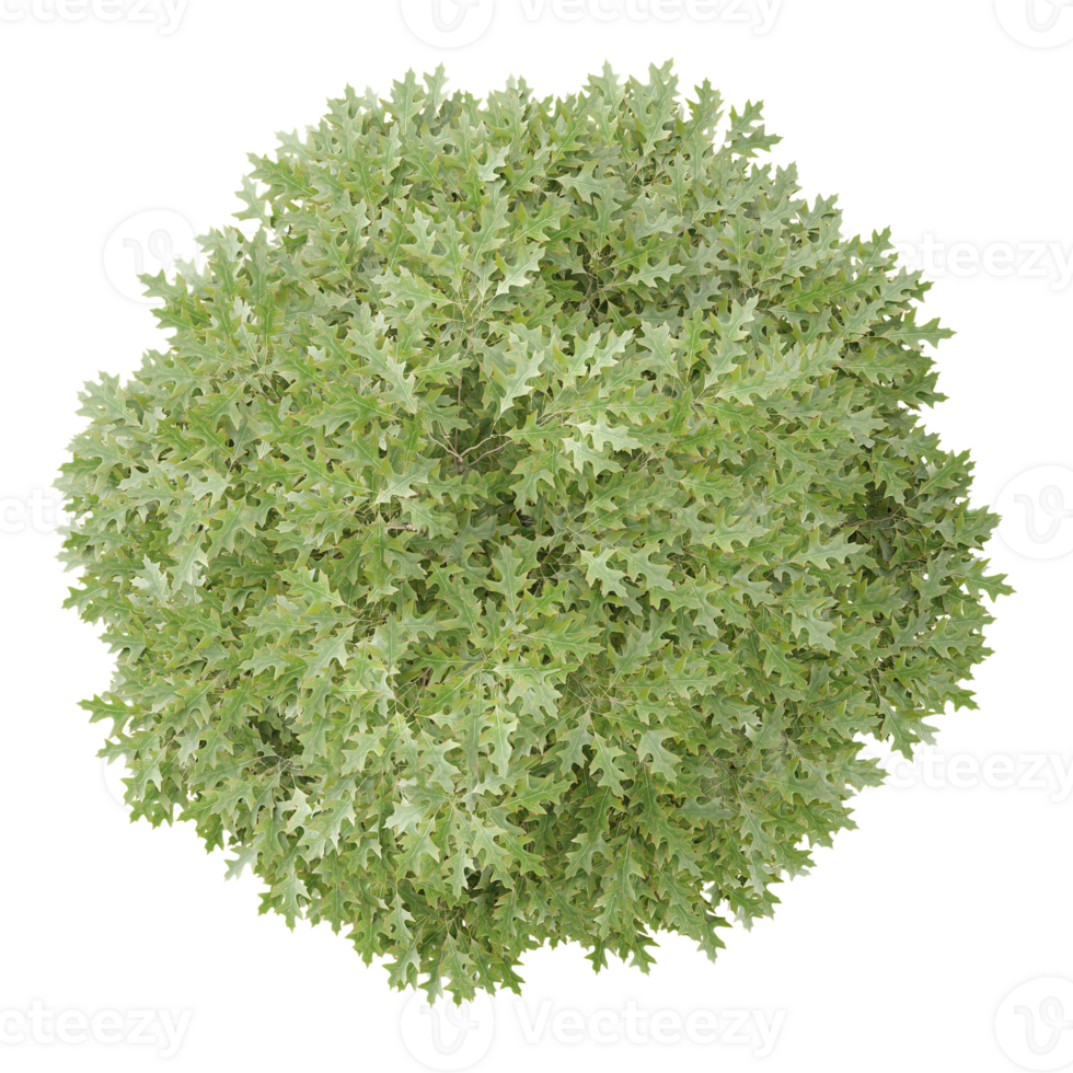 3d illustration of Quercus palustris tree isolated on transparent canvas from top view png