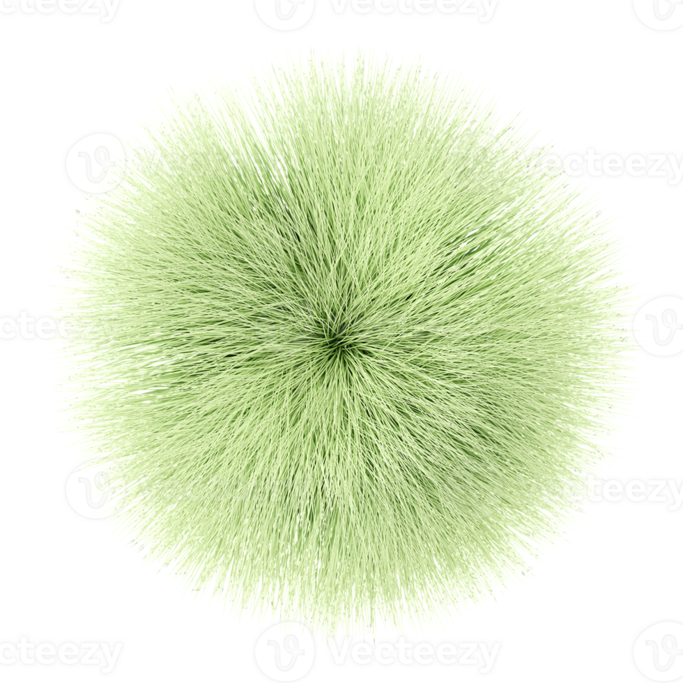 3d illustration of Muhlenberga rigens grass isolated on transparent canvas from top view png