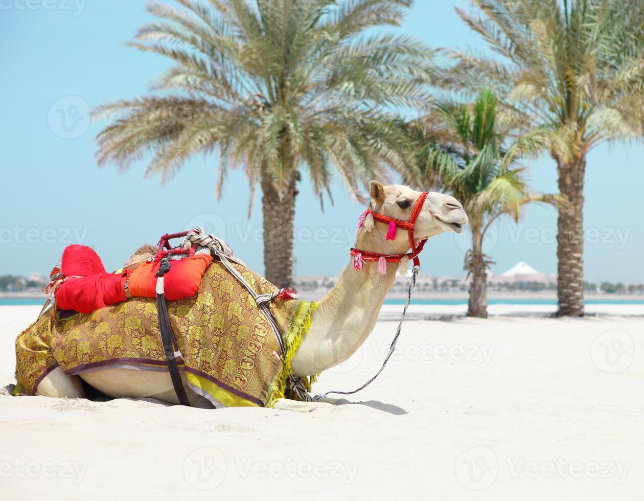 Camel resting on the beach photo