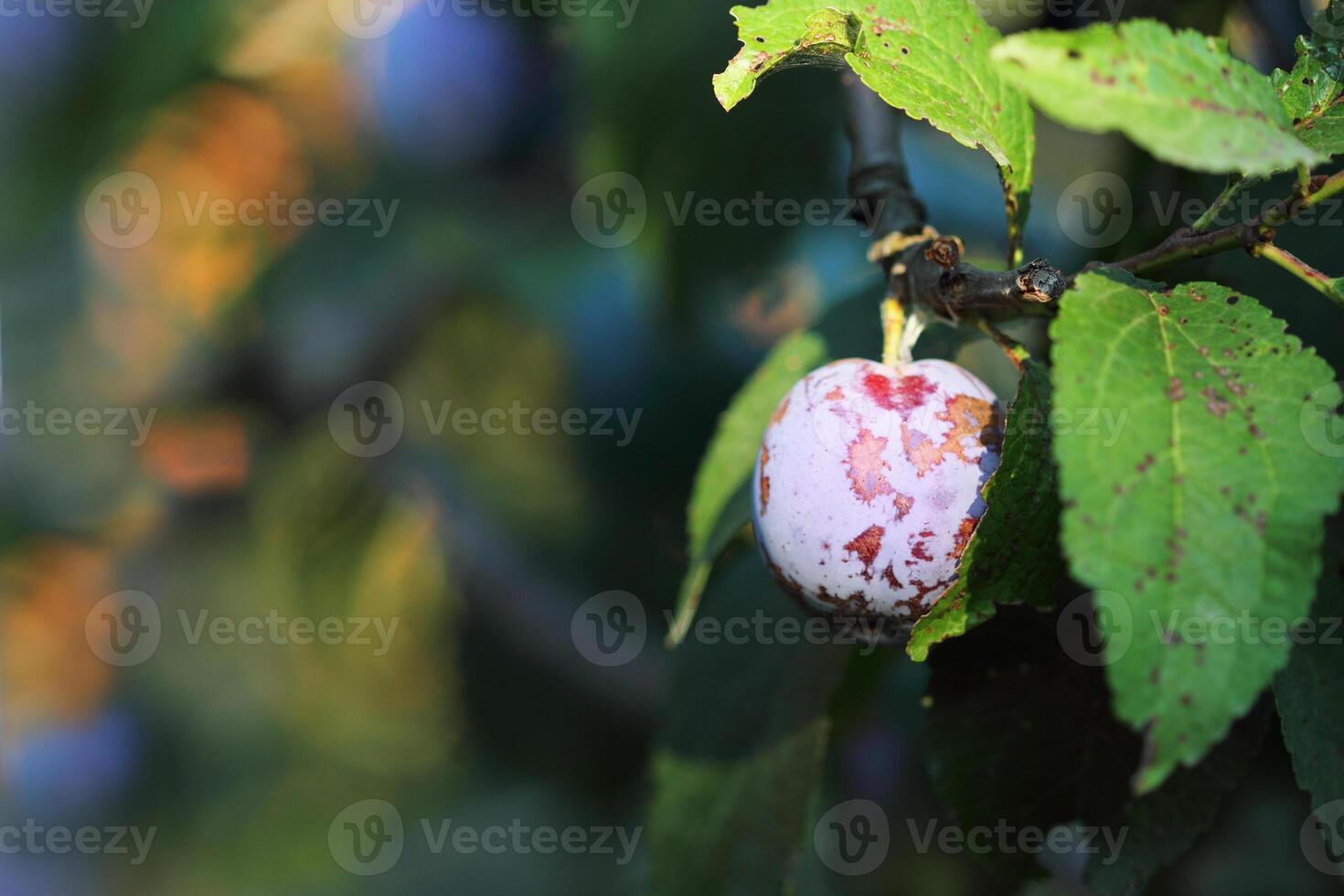 a plum on a tree with leaves and a blurry background photo