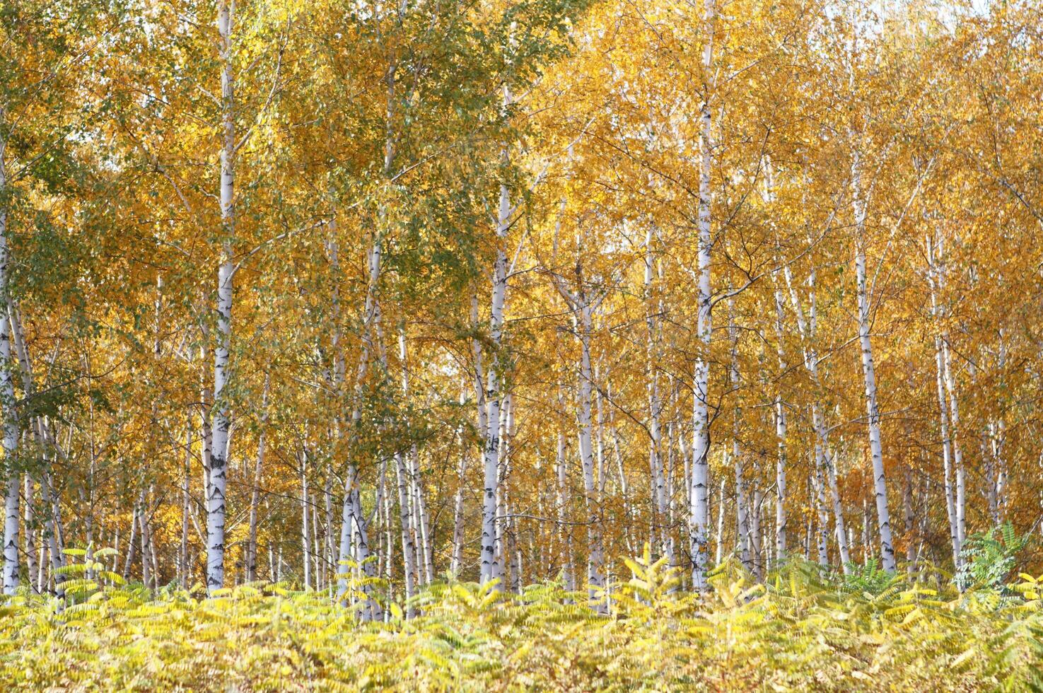 autumn birch forest in the summer photo