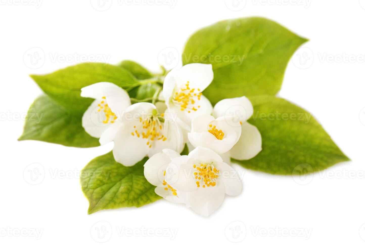 Jasmine white flowers photo