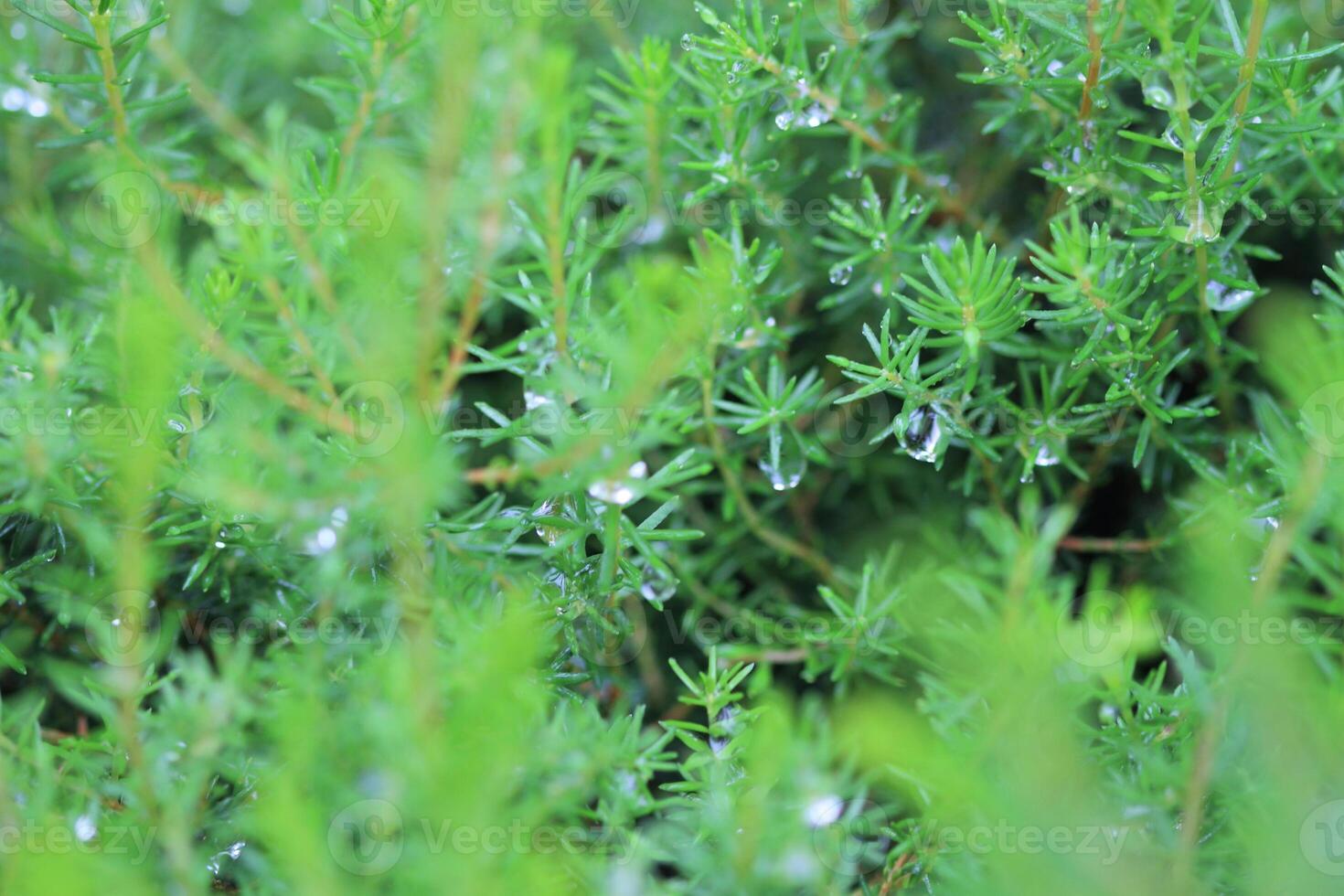 a close up of a bush with water droplets on it photo