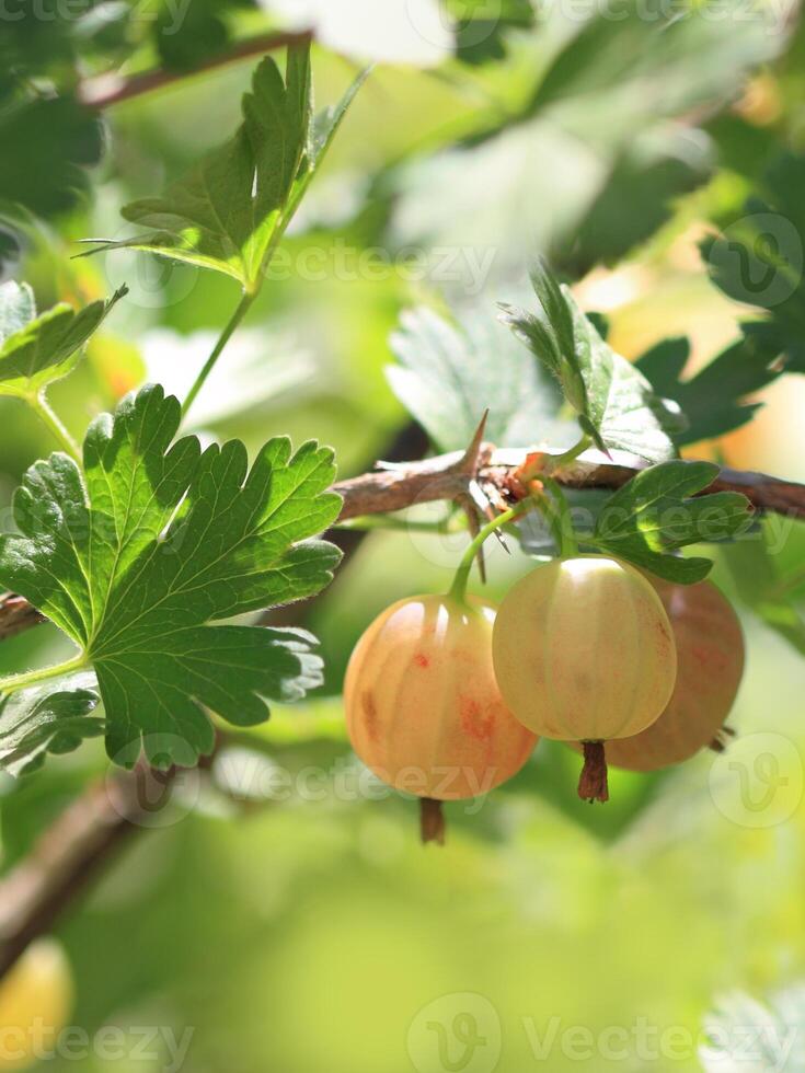 a tree with fruit hanging from it photo