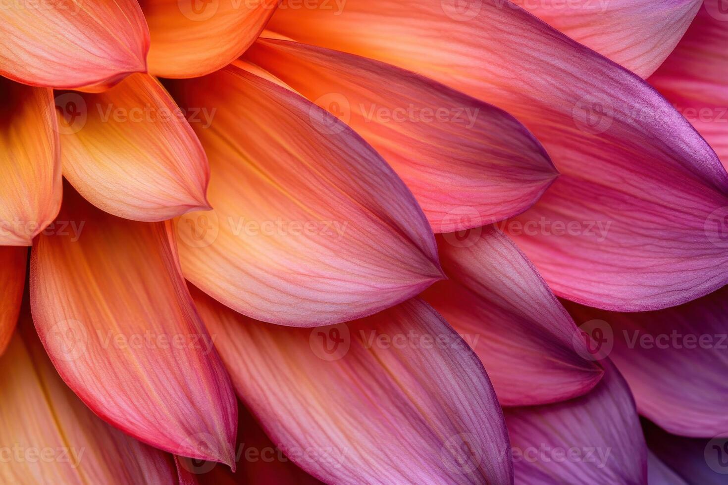 Vibrant close-up of a blooming dahlia showcasing intricate petal patterns and colors at dawn photo