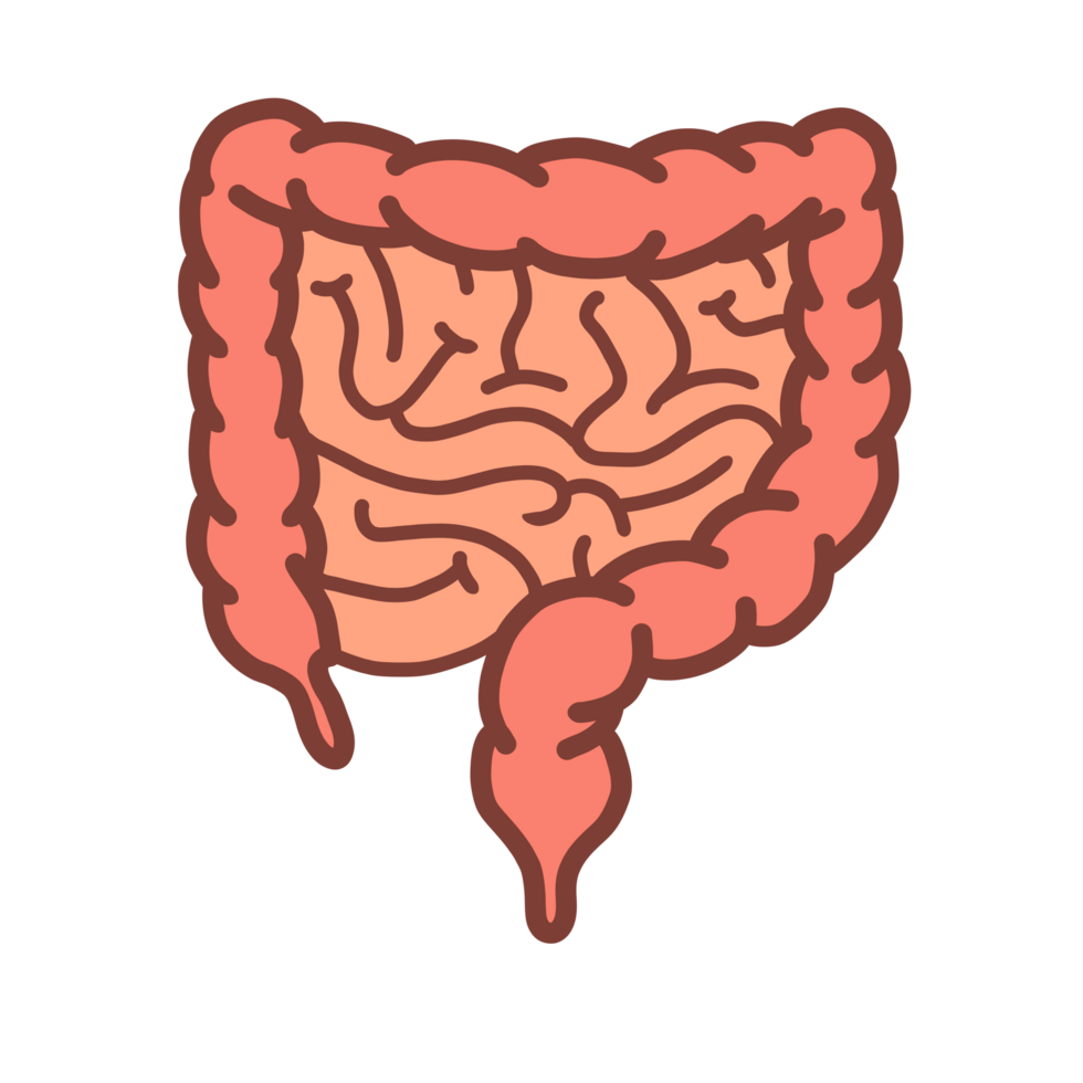 Cartoon image of human organs of intestines, large and small intestines for education book png