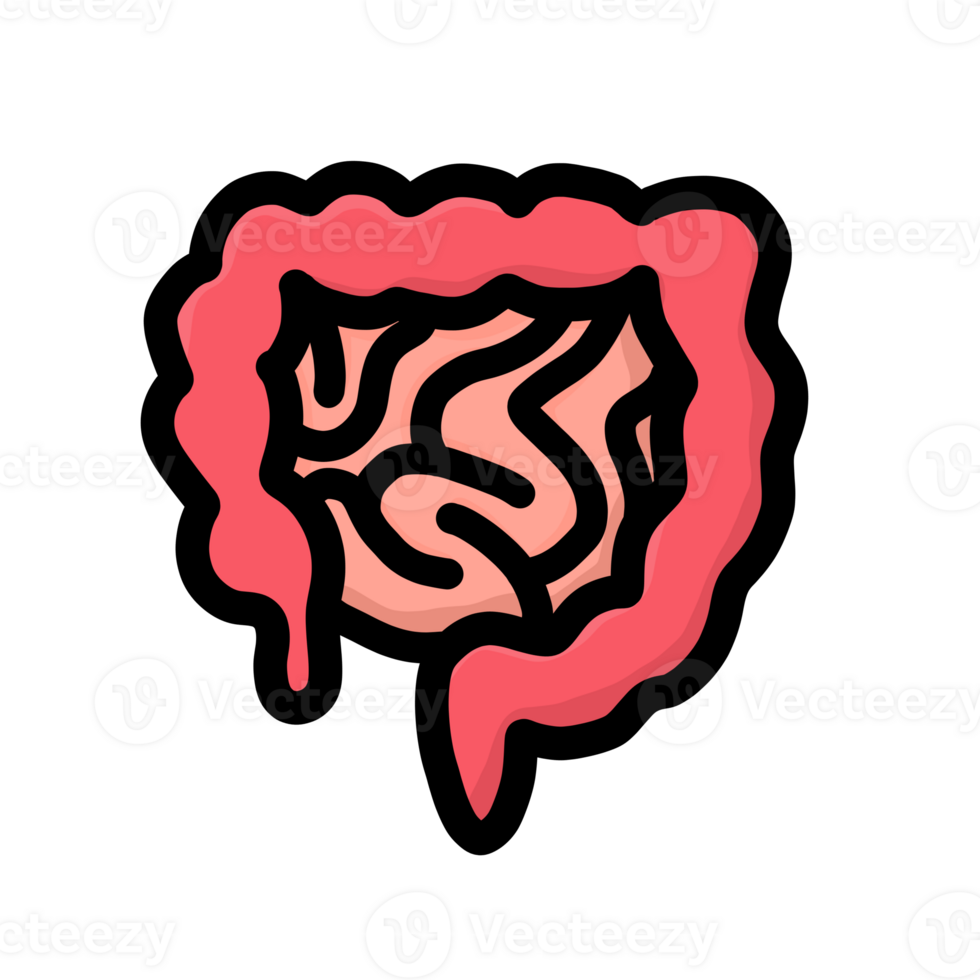 Cartoon image of human organs of intestines, large and small intestines red png