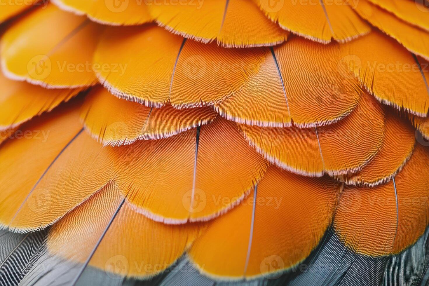 Close-up of vibrant orange feathers displaying intricate textures and details in natural light photo