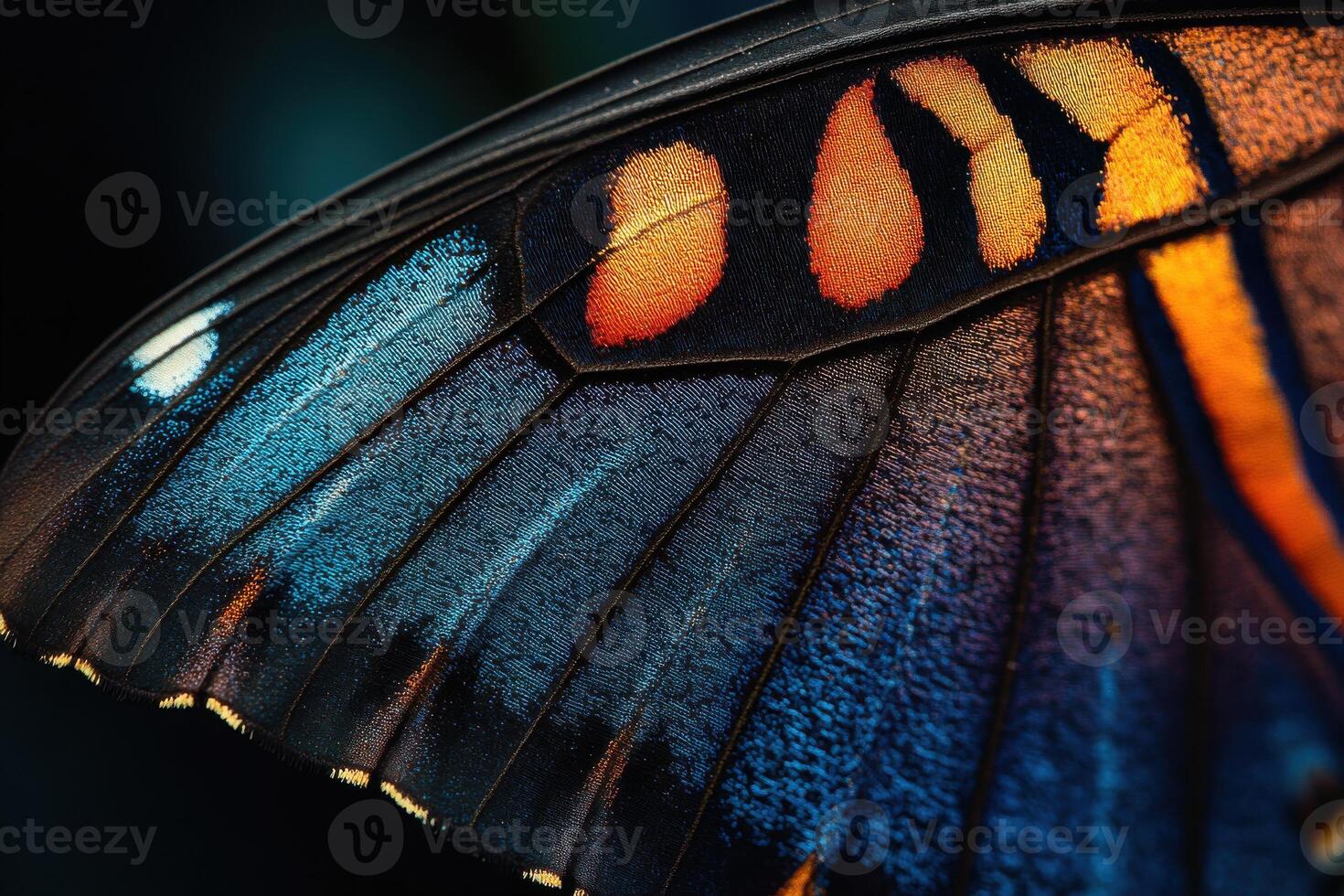 Close-up view of a colorful butterfly wing showcasing intricate patterns in nature photo
