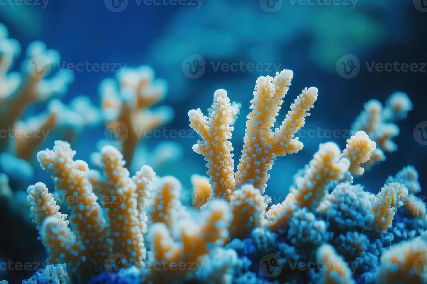 Coral reef close-up showcasing vibrant polyps and marine life in crystal clear water photo