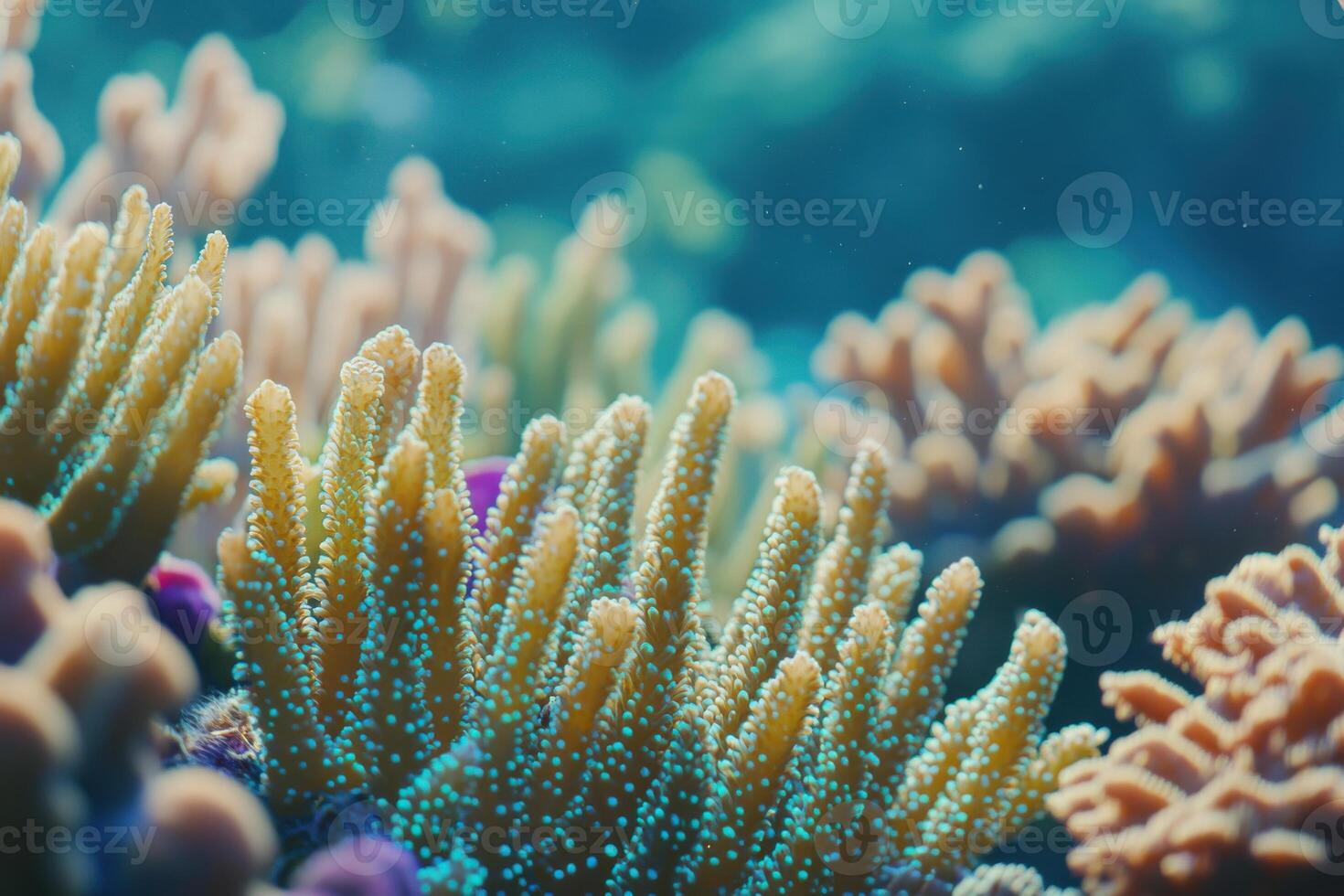 Vibrant coral reef teeming with marine life in clear tropical waters during daylight hours photo