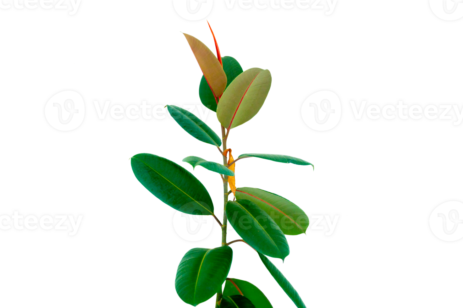 Decora Tree, Indian Rubber Tree, Rubber Plant isolated Indoor plant ficus in a pot isolated. Flower for decoration. Design element png