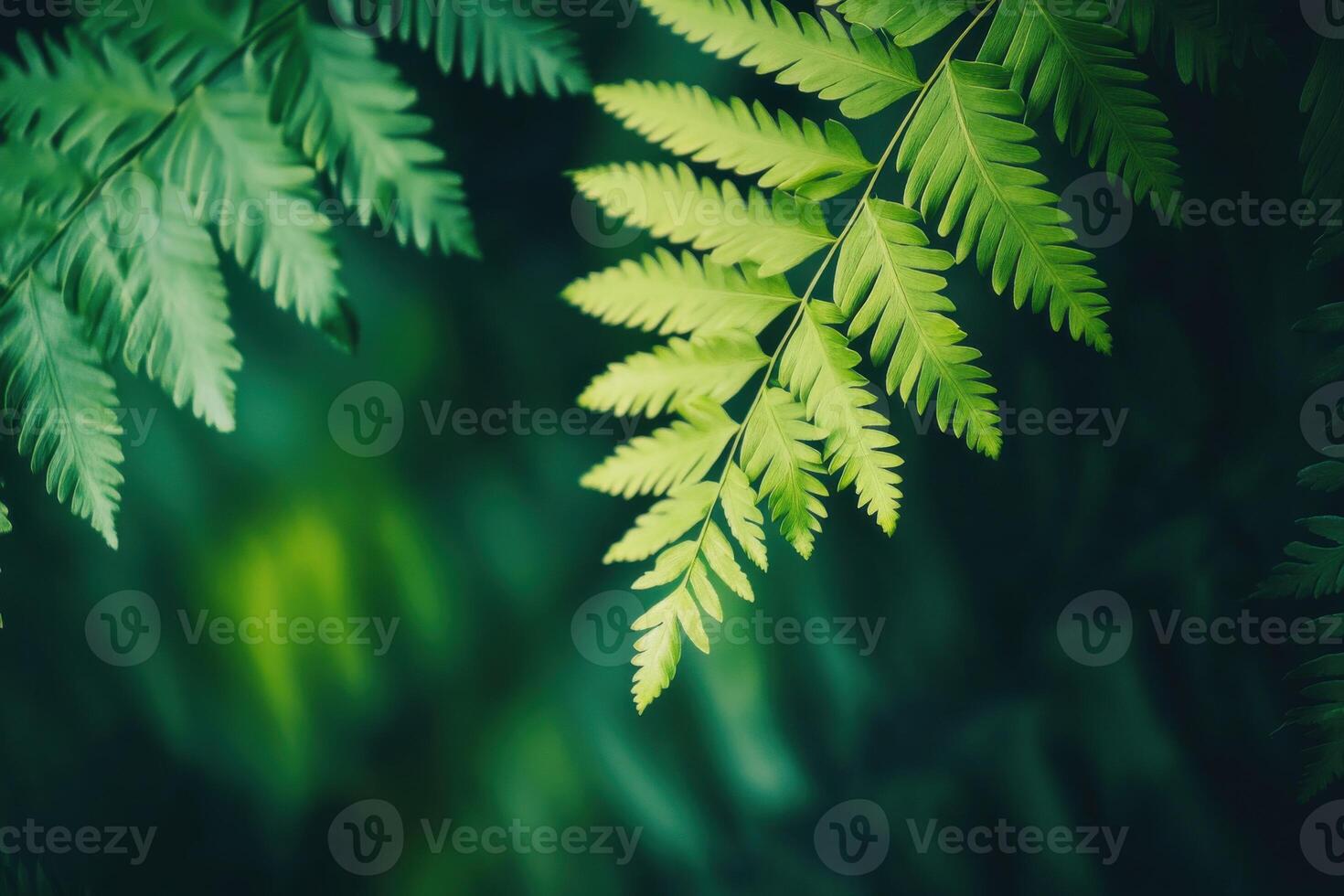 Lush green fern leaves with natural textures in a tranquil forest setting at midday photo