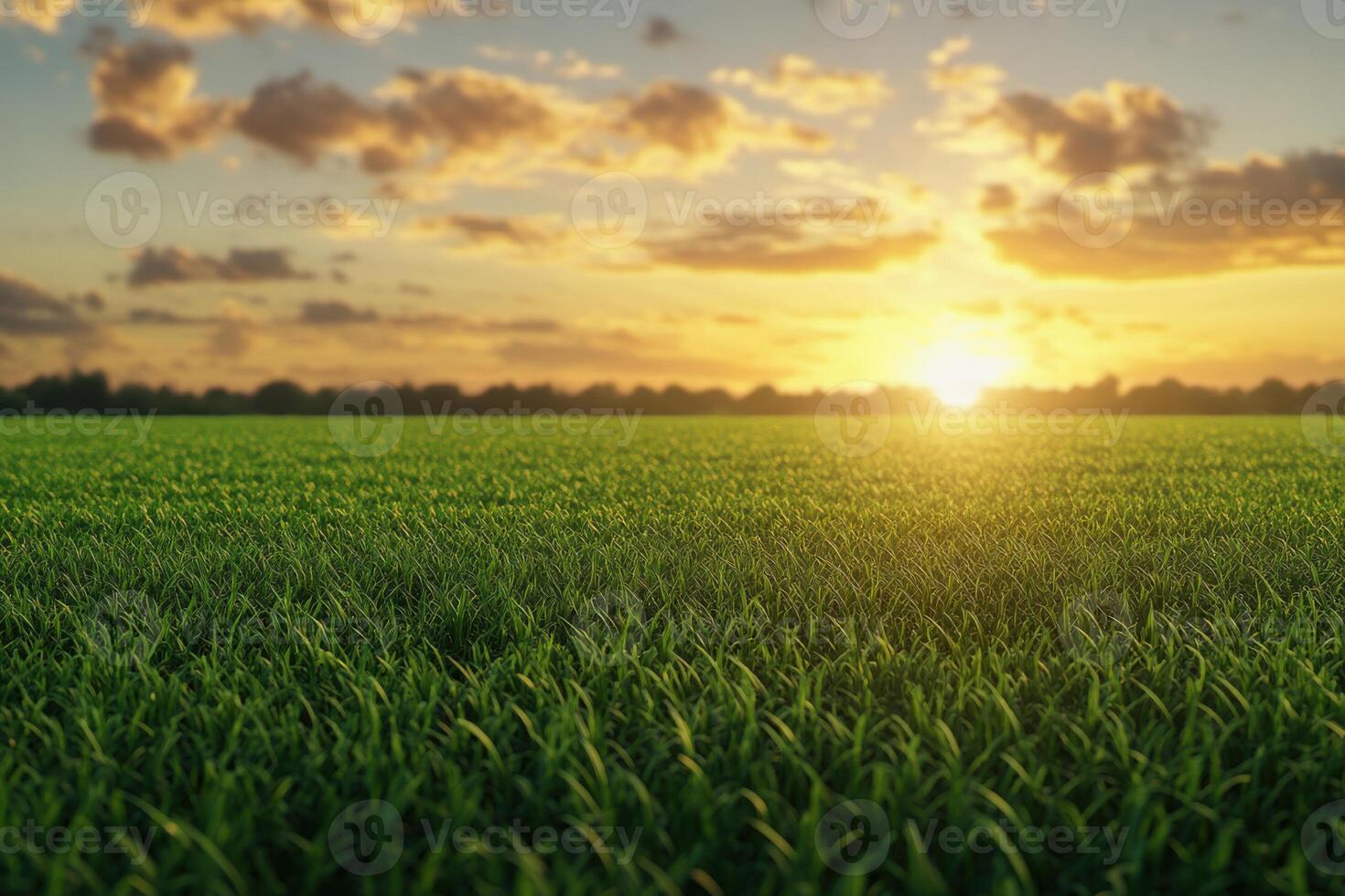 Golden sunset over a lush green field with clouds in the sky during evening hours photo