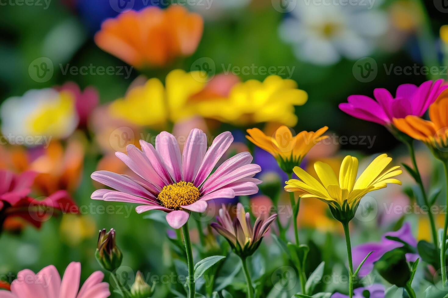 Colorful display of daisies blooming in a vibrant garden during springtime photo