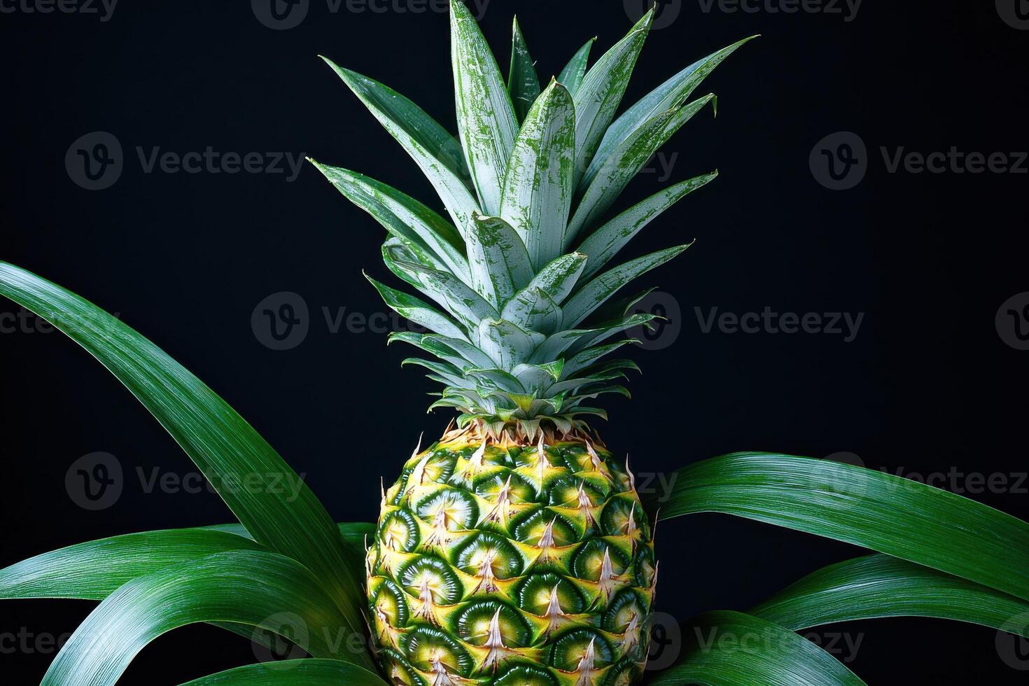Fresh pineapple with vibrant green leaves against a dark background in a studio setting photo