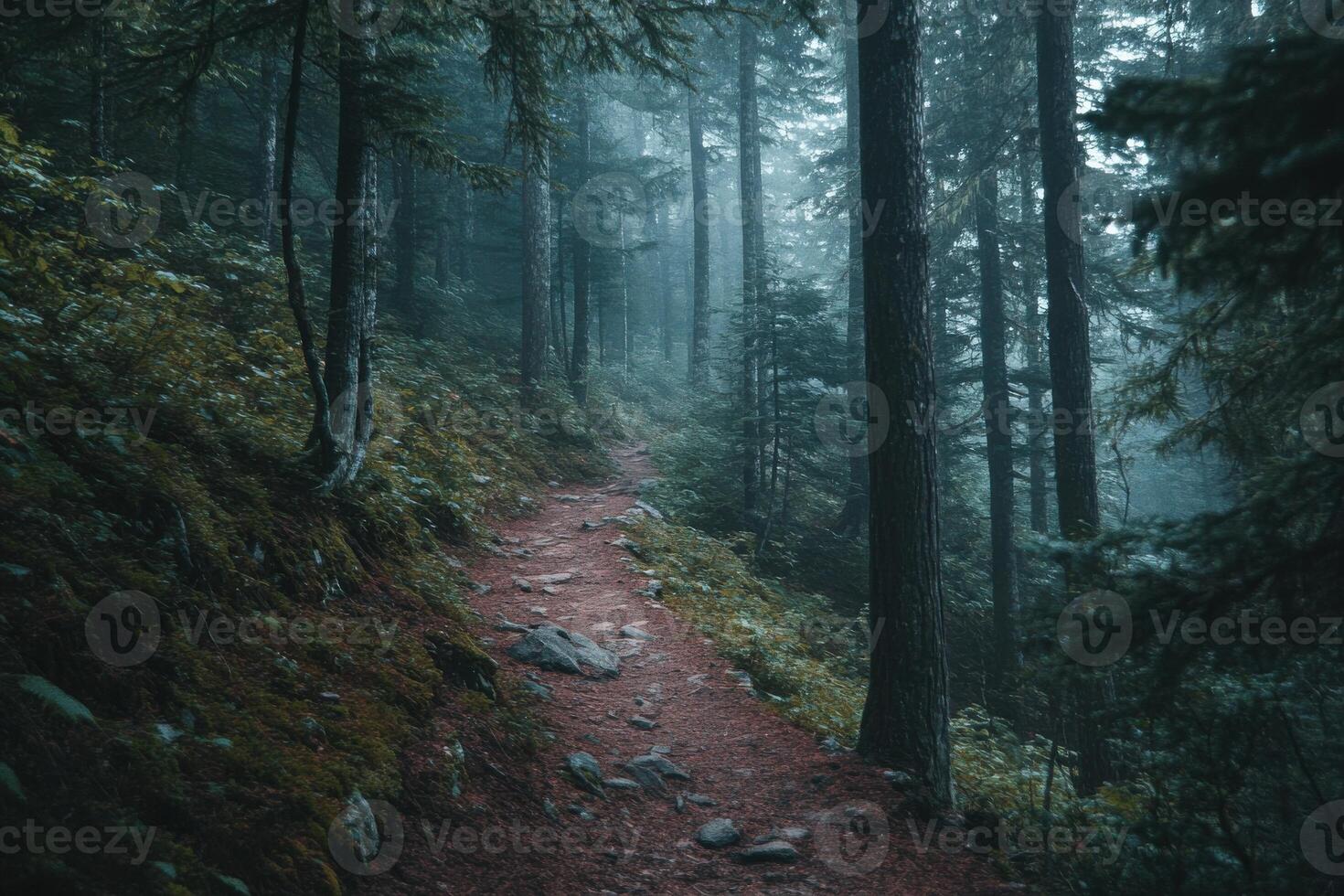 Misty forest trail winding through tall trees with rocky pathway during early morning hours photo