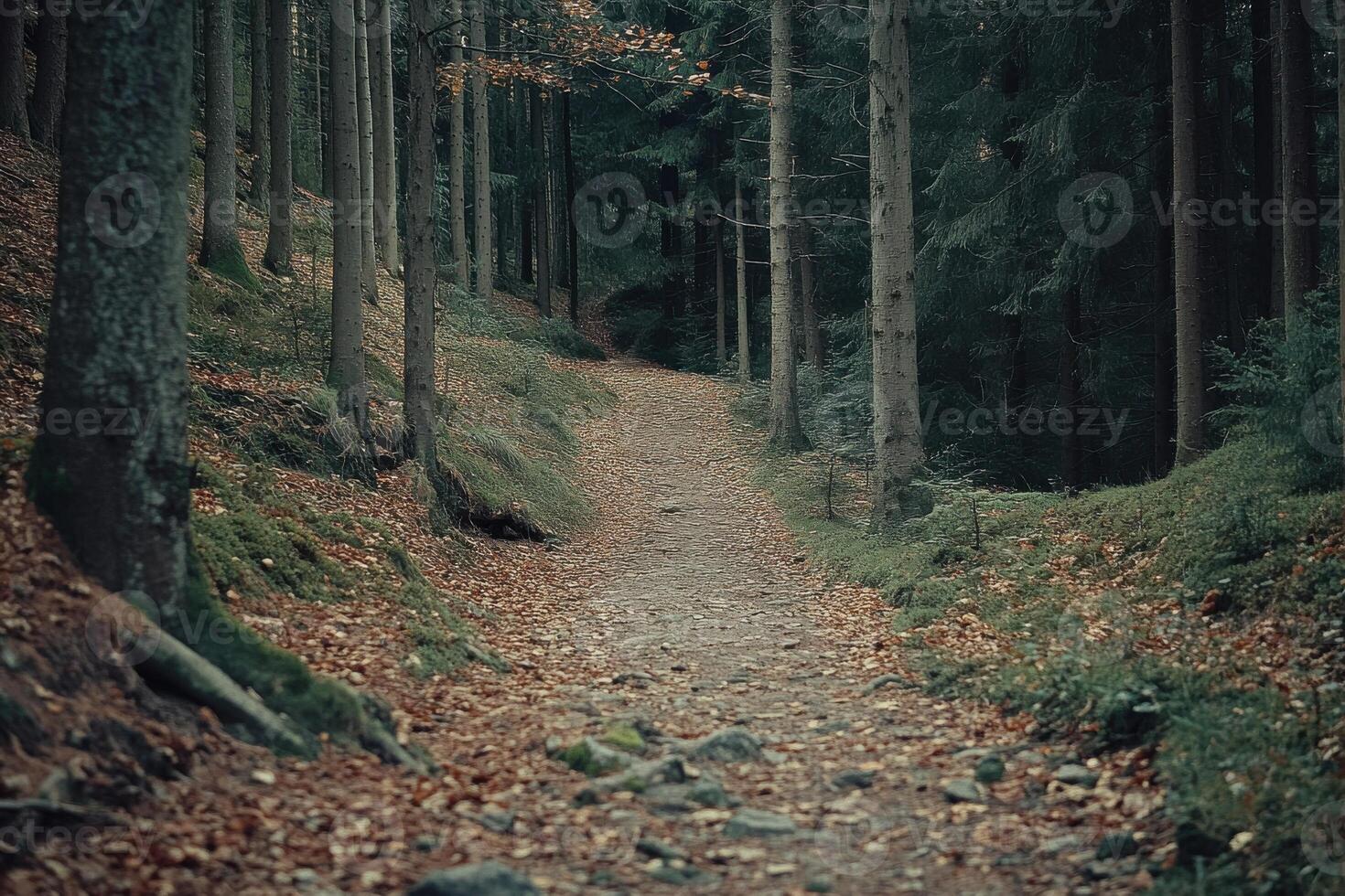 Narrow forest pathway surrounded by trees and fallen leaves in autumn light photo