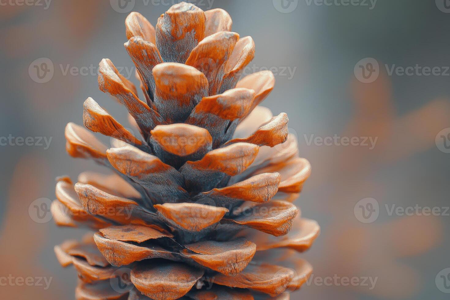 Detailed close-up of a pine cone with warm tones against a blurred background in autumn light photo