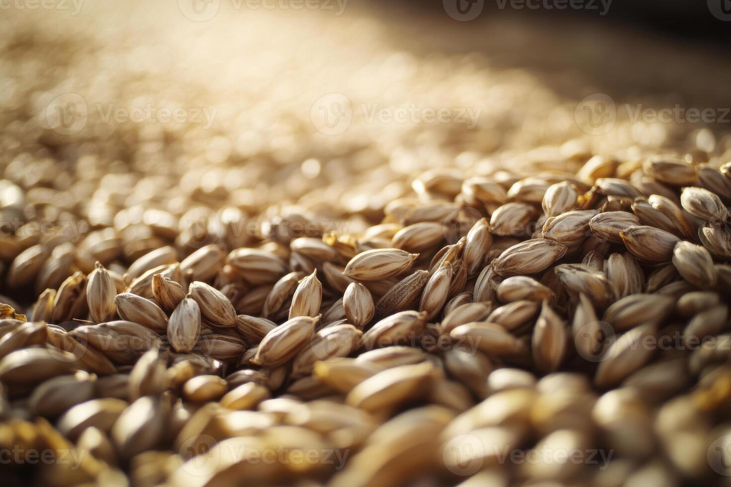 Close-up view of freshly harvested barley grains shining in golden sunlight at dusk photo