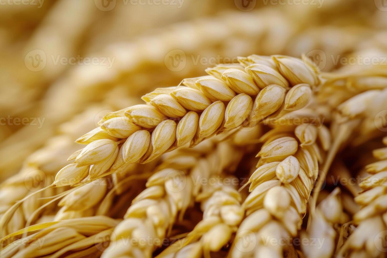 Wheat stalks ready for harvest in a golden field during late summer in rural farmland photo