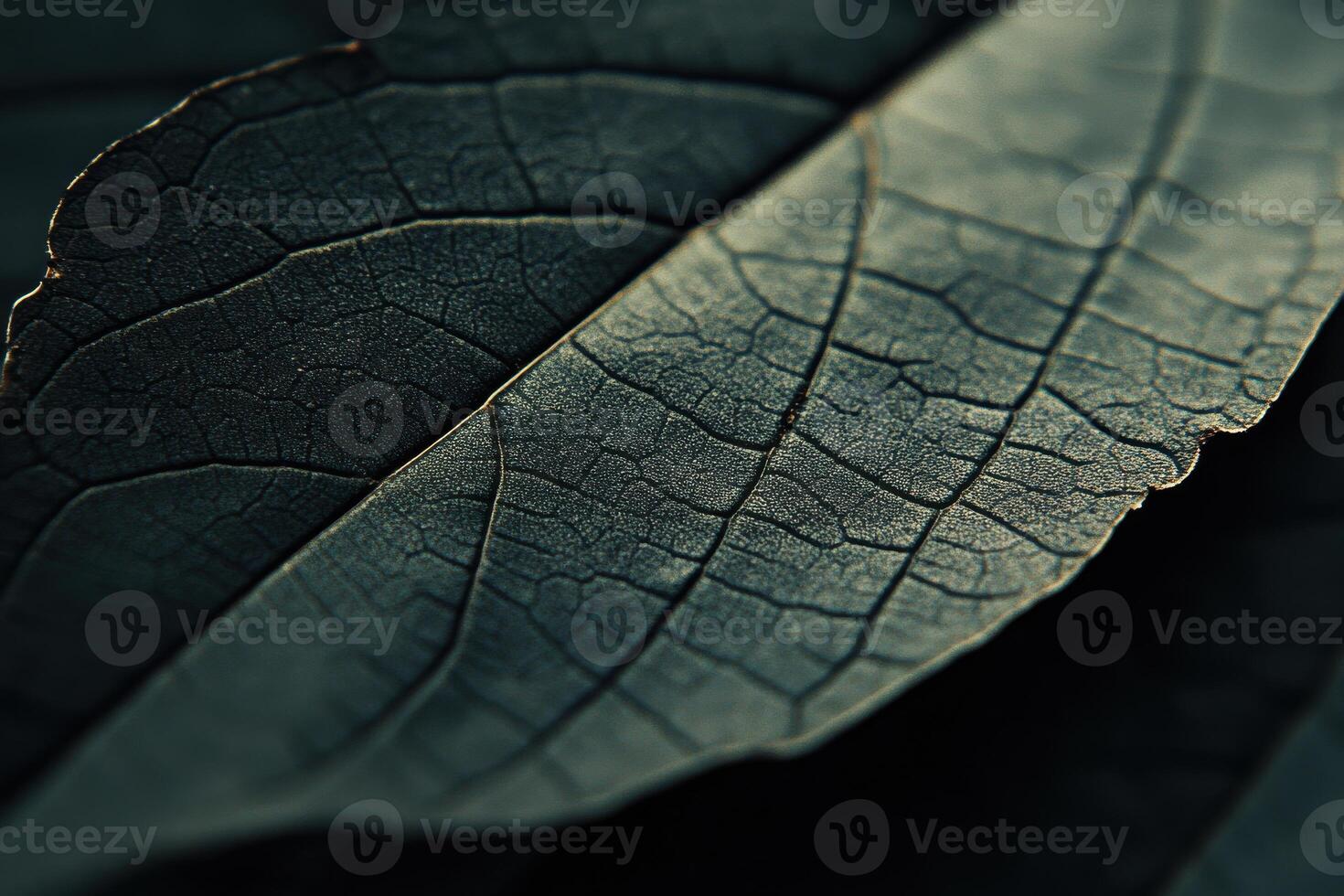 Intricate details of textured leaves illuminated by soft light in a natural setting photo