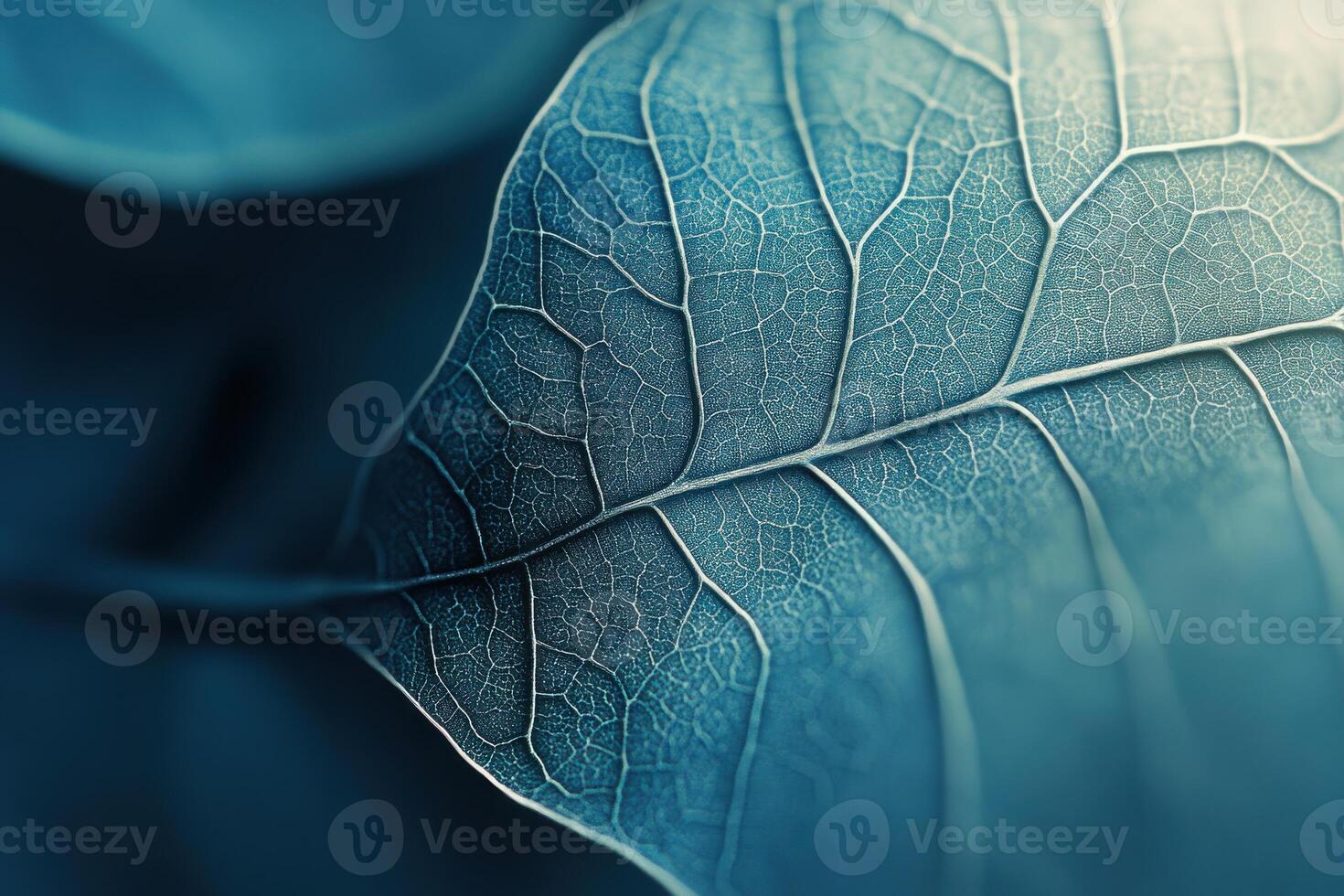 Close-up view of an intricate leaf structure highlighting textures and patterns with soft lighting photo