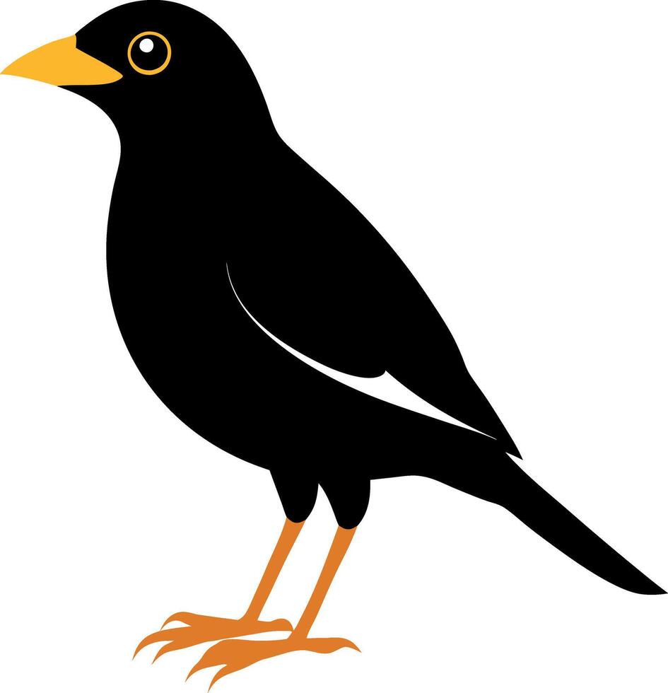Mynah flat illustration on white background vector