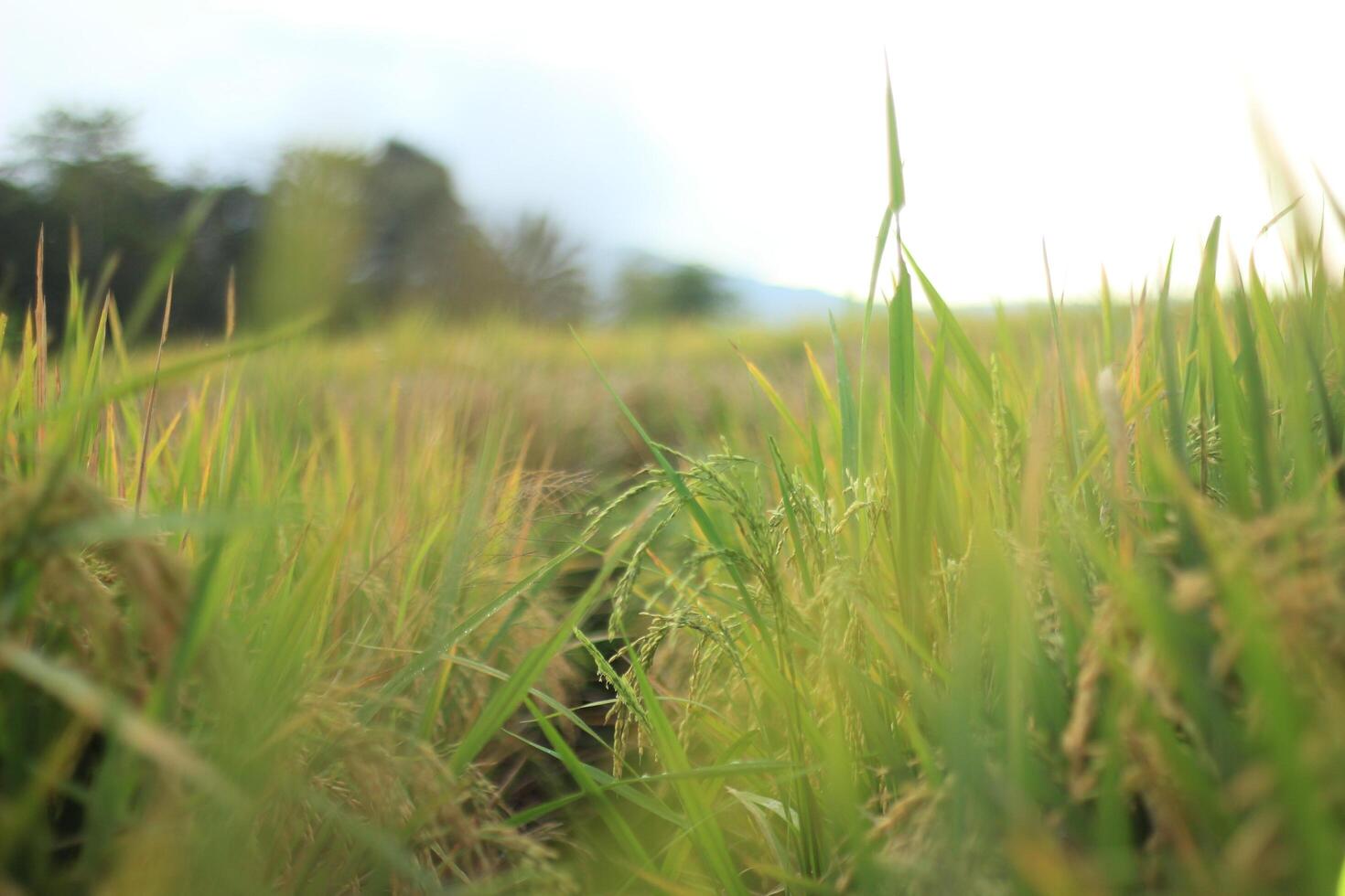 Abstract of Field with Rice Plants photo