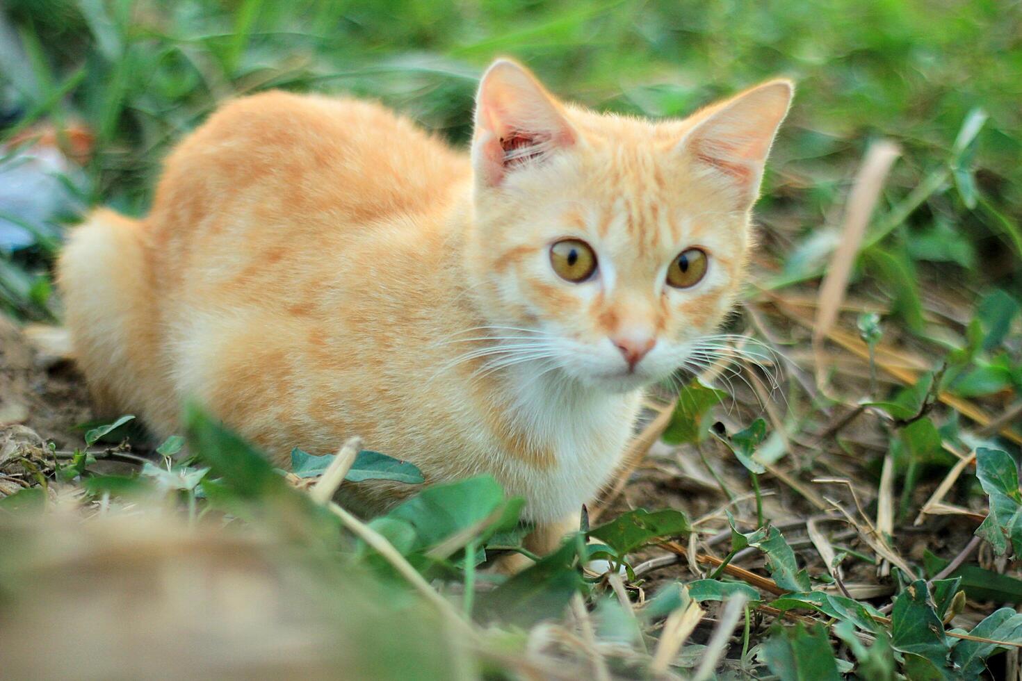Orange Cat Close Up photo