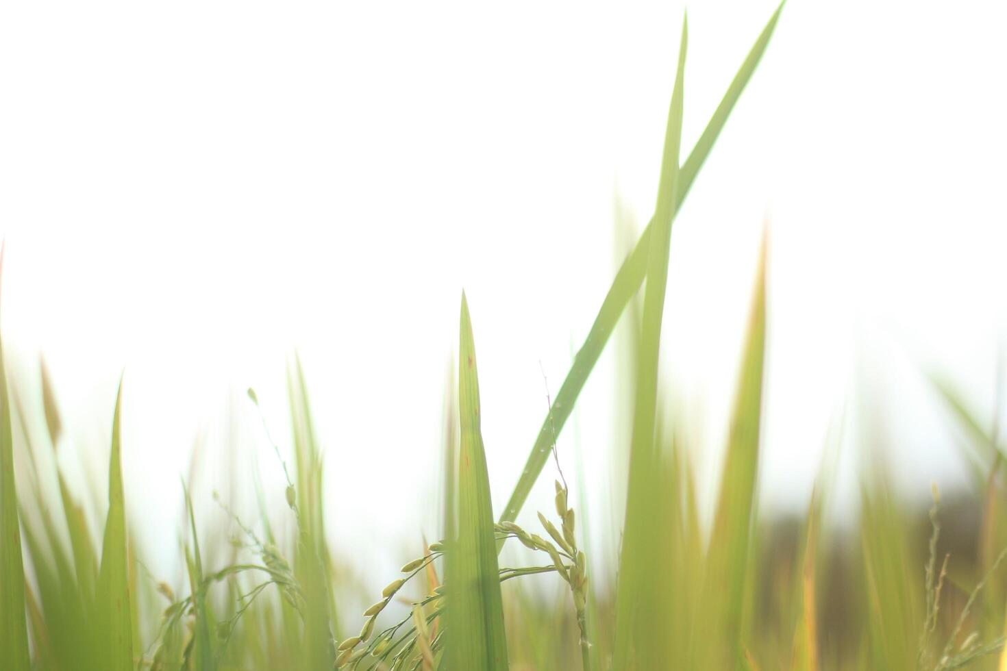 Yellow Rice in Ricefield with Blur Abstract Style photo
