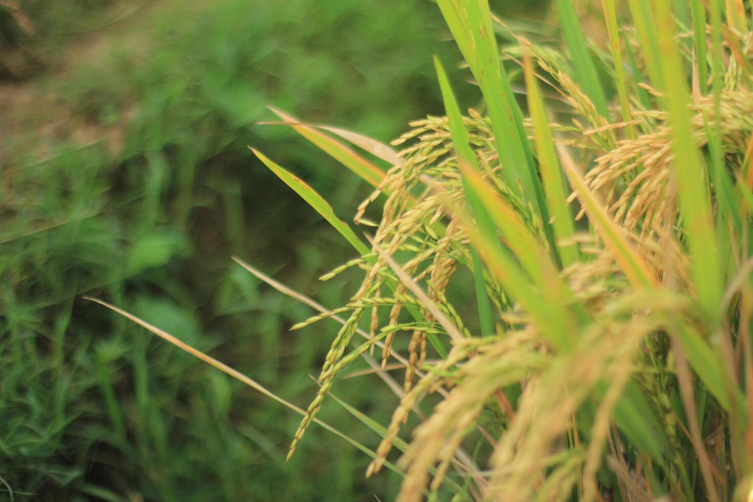 Yellow Rice with Blur Background photo