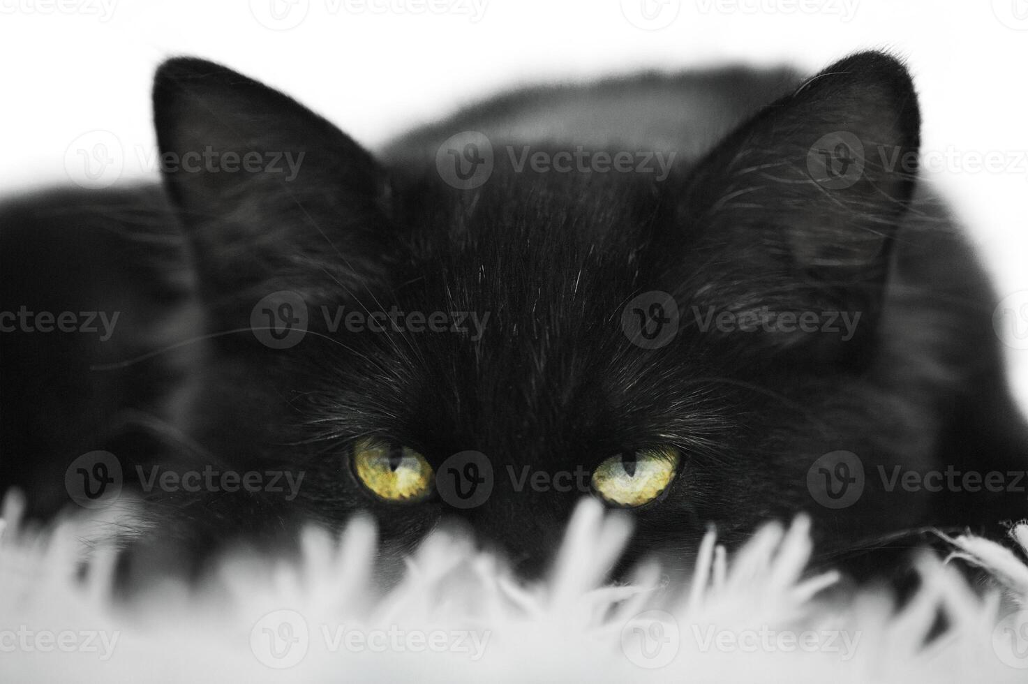 Black kitten on a white blanket. The cat is lying down photo