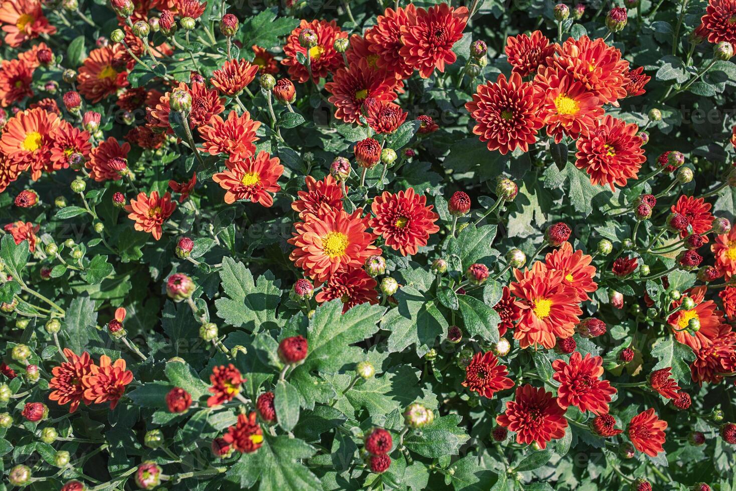 Orange chrysanthemum bush as a background. photo