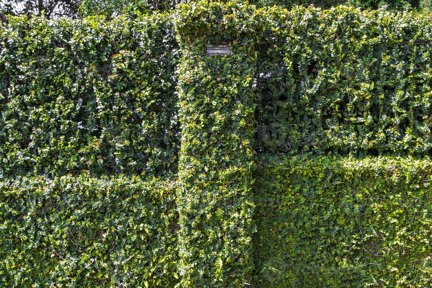 Fence and wall completely green fully grown with hedge plants. photo