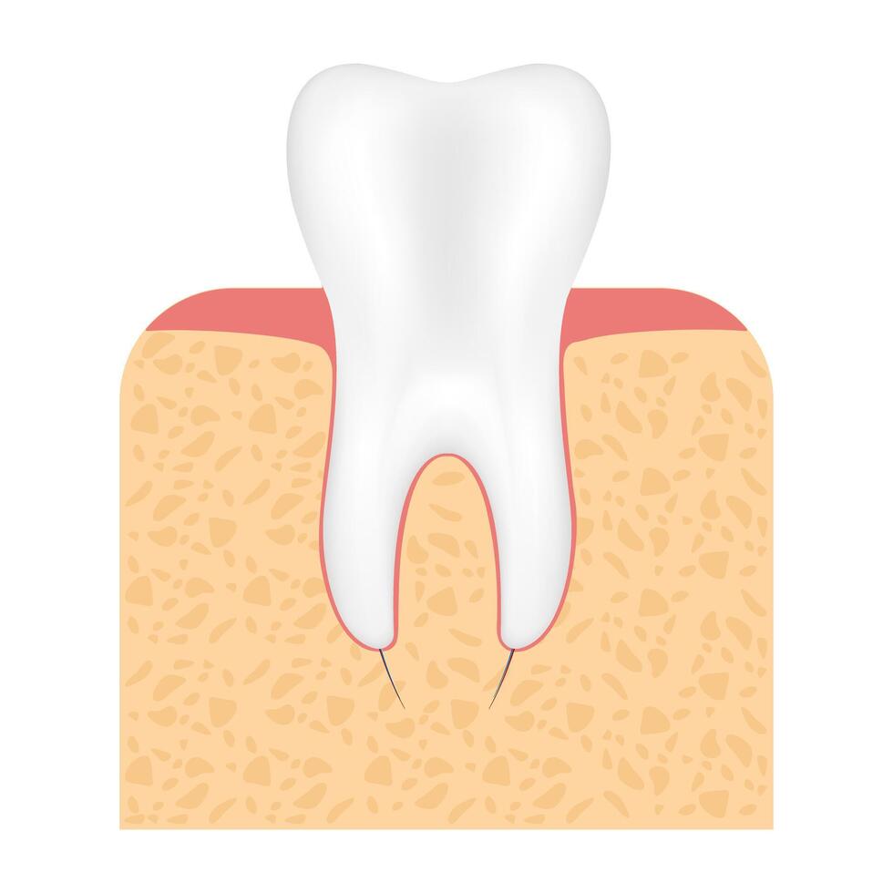 Dentistry concept. Tooth model. vector