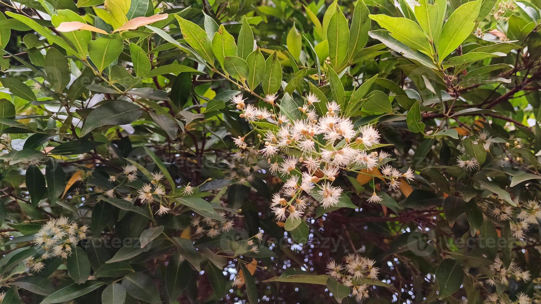 Beautiful white flowers on a tree Syzygium myrtifolium photo