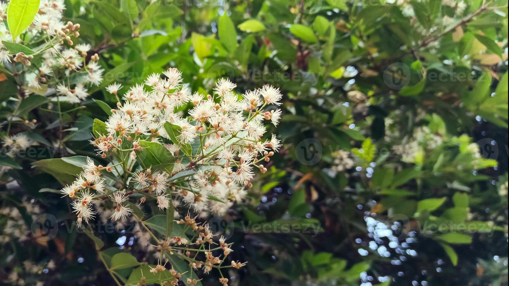 Beautiful white flowers on a tree Syzygium myrtifolium photo