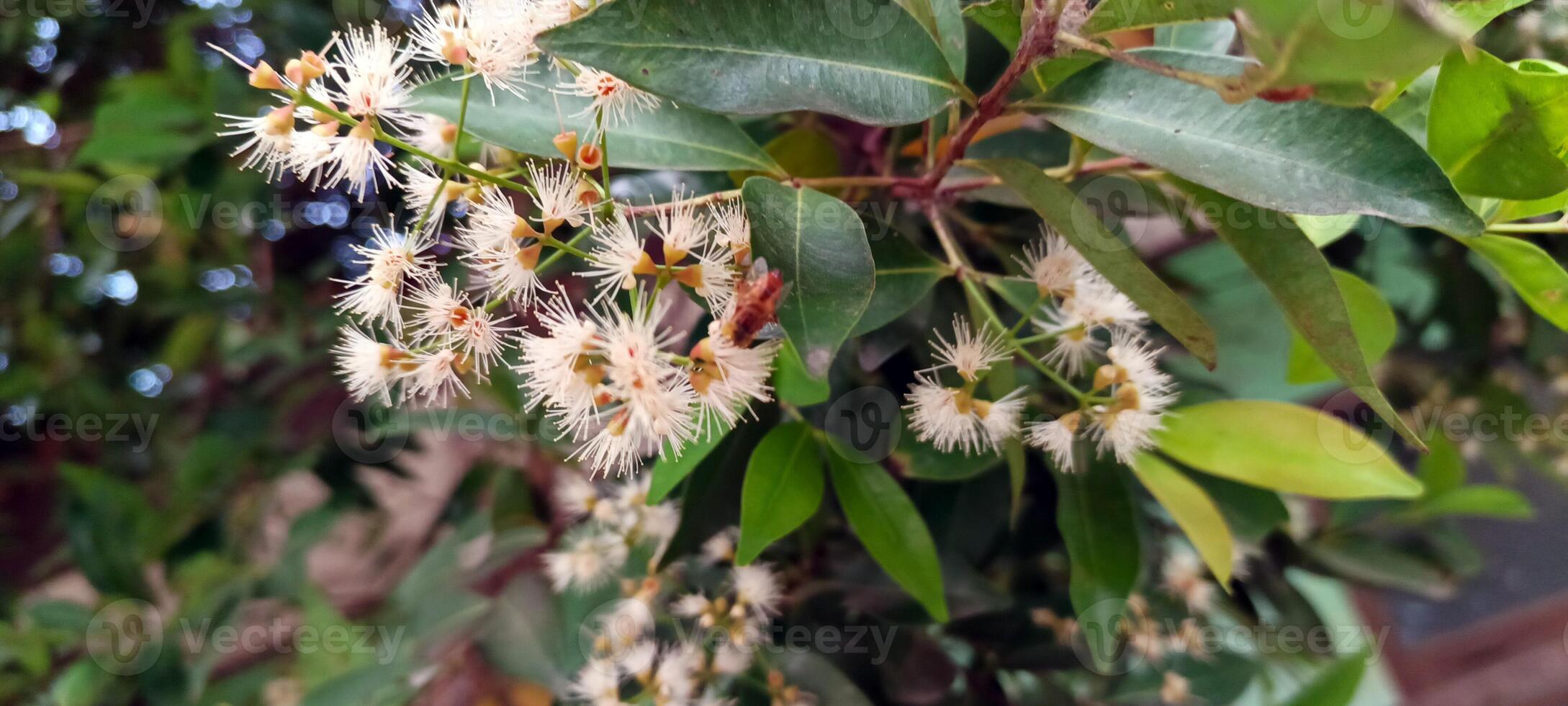 Beautiful white flowers on a tree Syzygium myrtifolium photo