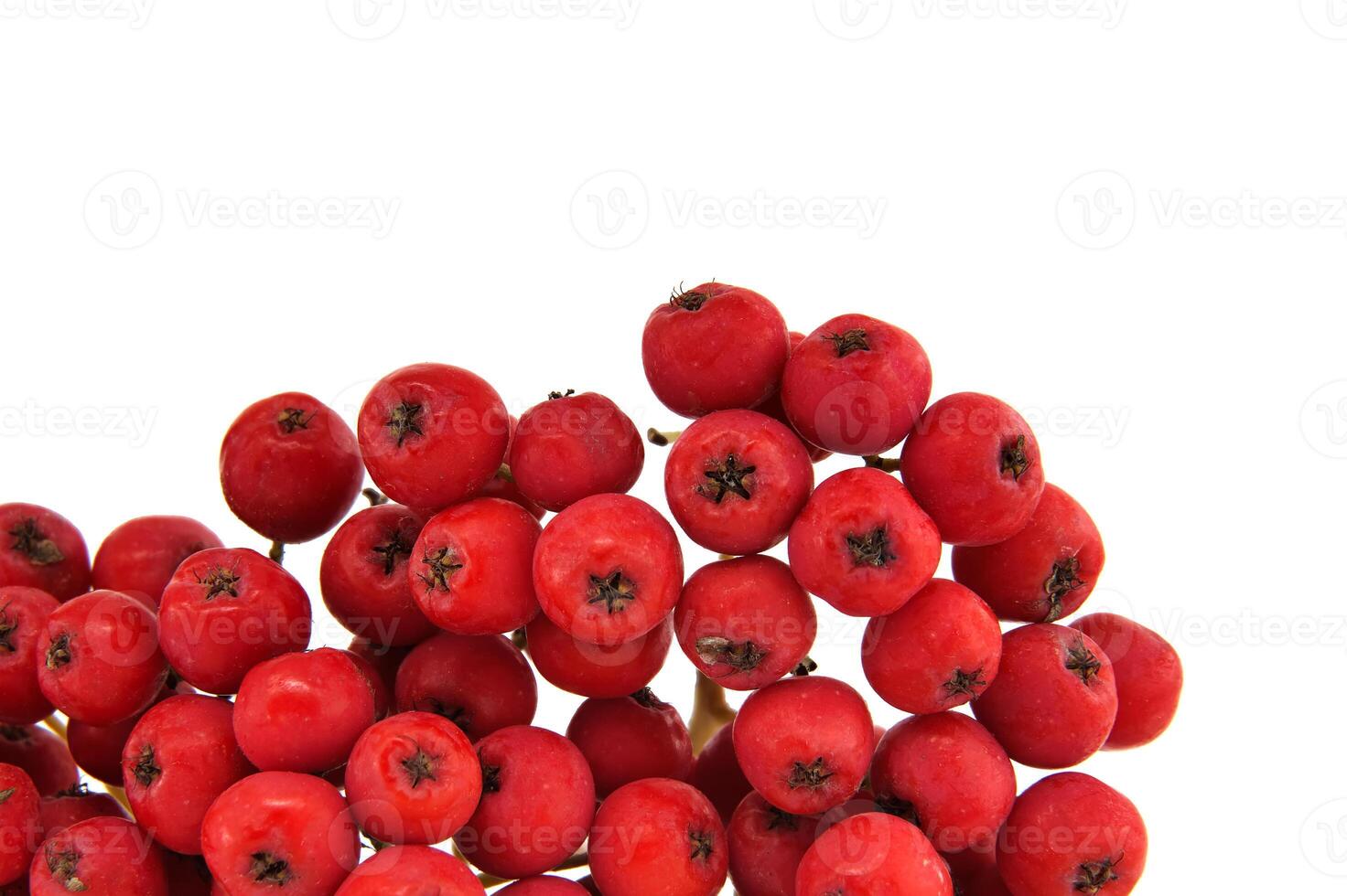 Vibrant red rowan berries isolated on white background photo