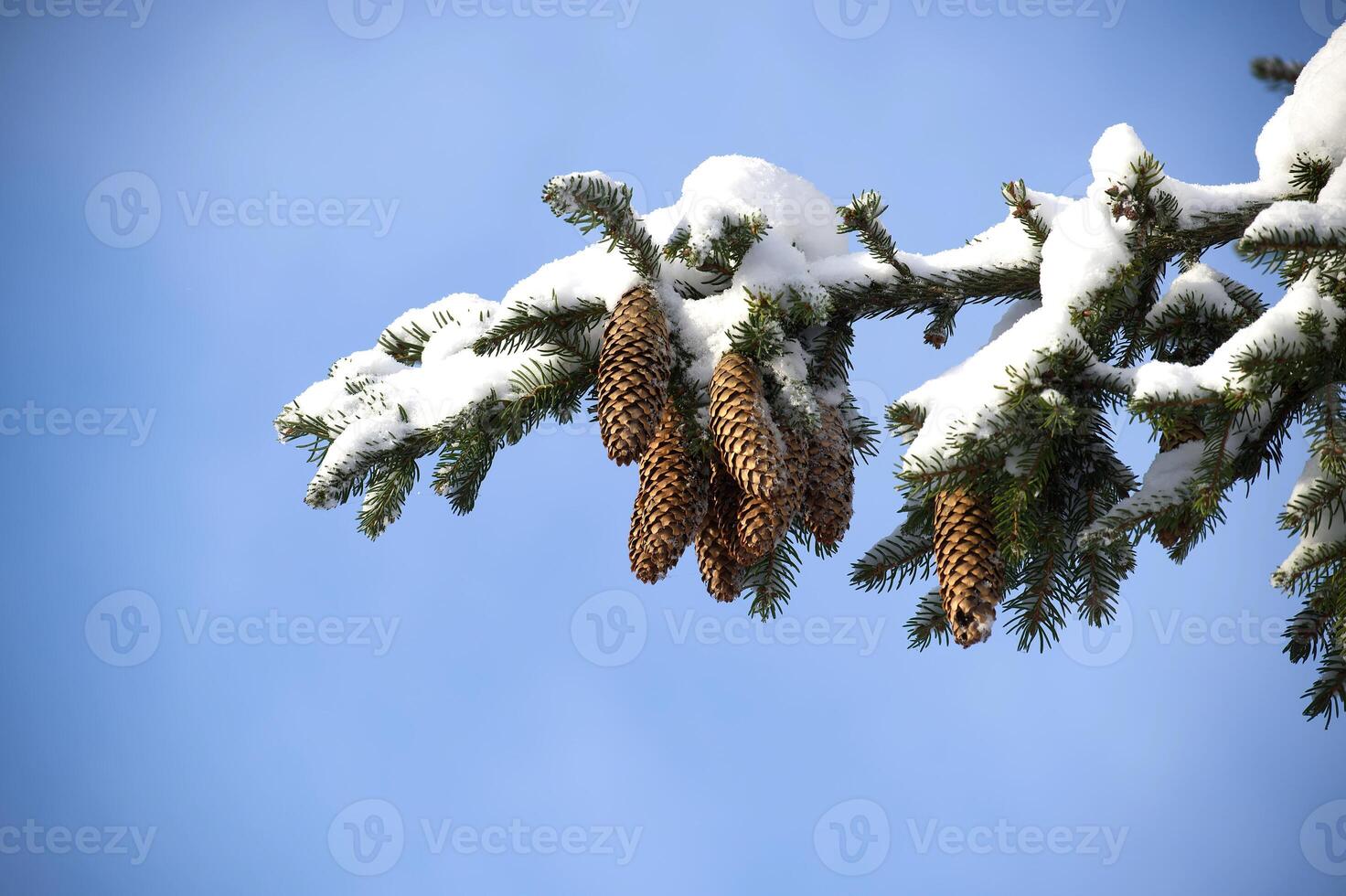 Snow-dusted spruce tree branch with pine cones photo