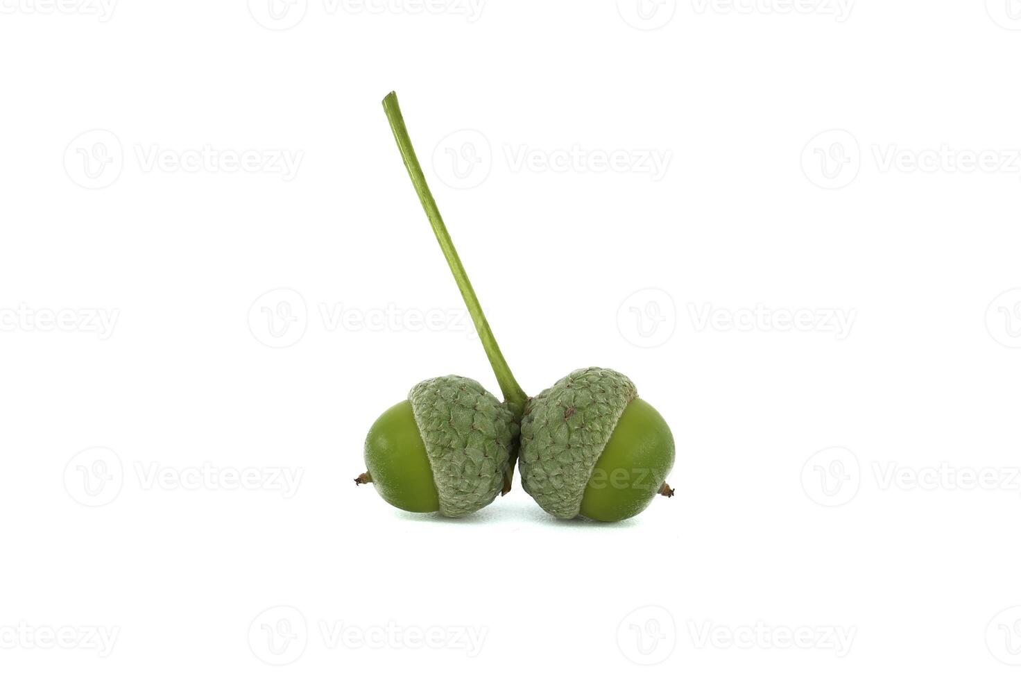 Close-up of green acorns with stems isolated on white background photo