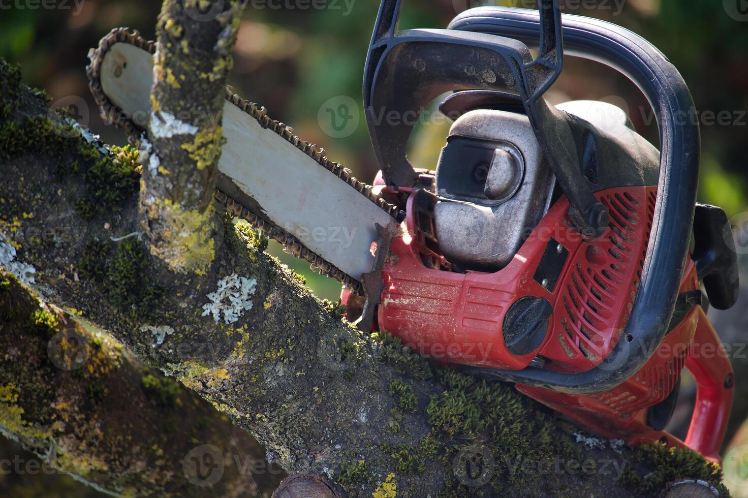 Red chainsaw on a tree branch in a sunny outdoor setting photo