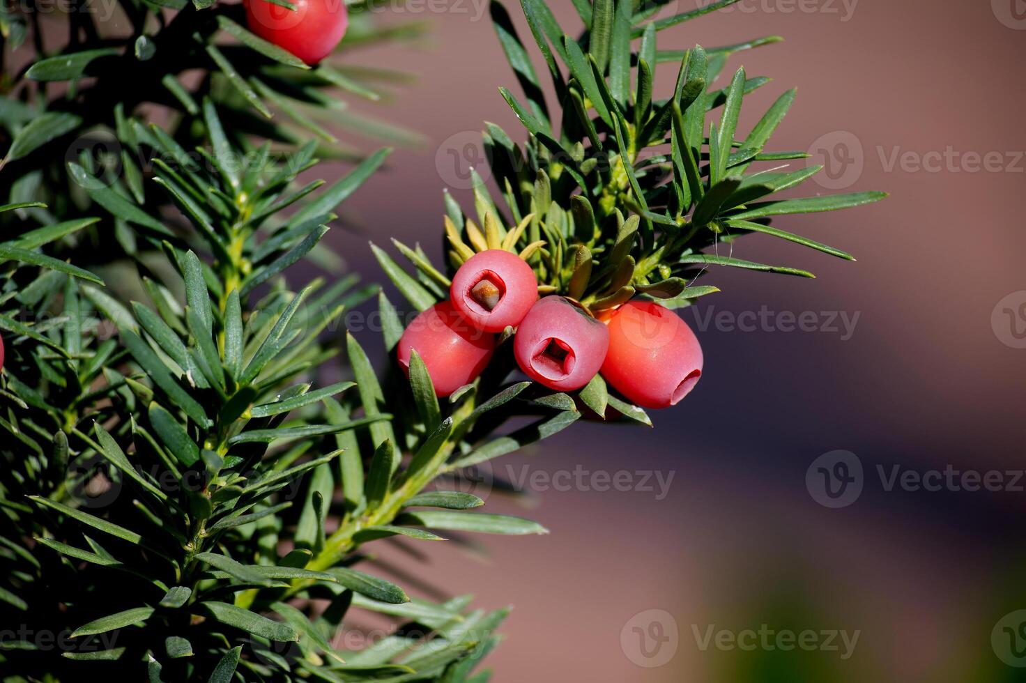 Red berries and lush green needles of the Taxus baccata, also known as the common yew or English yew photo