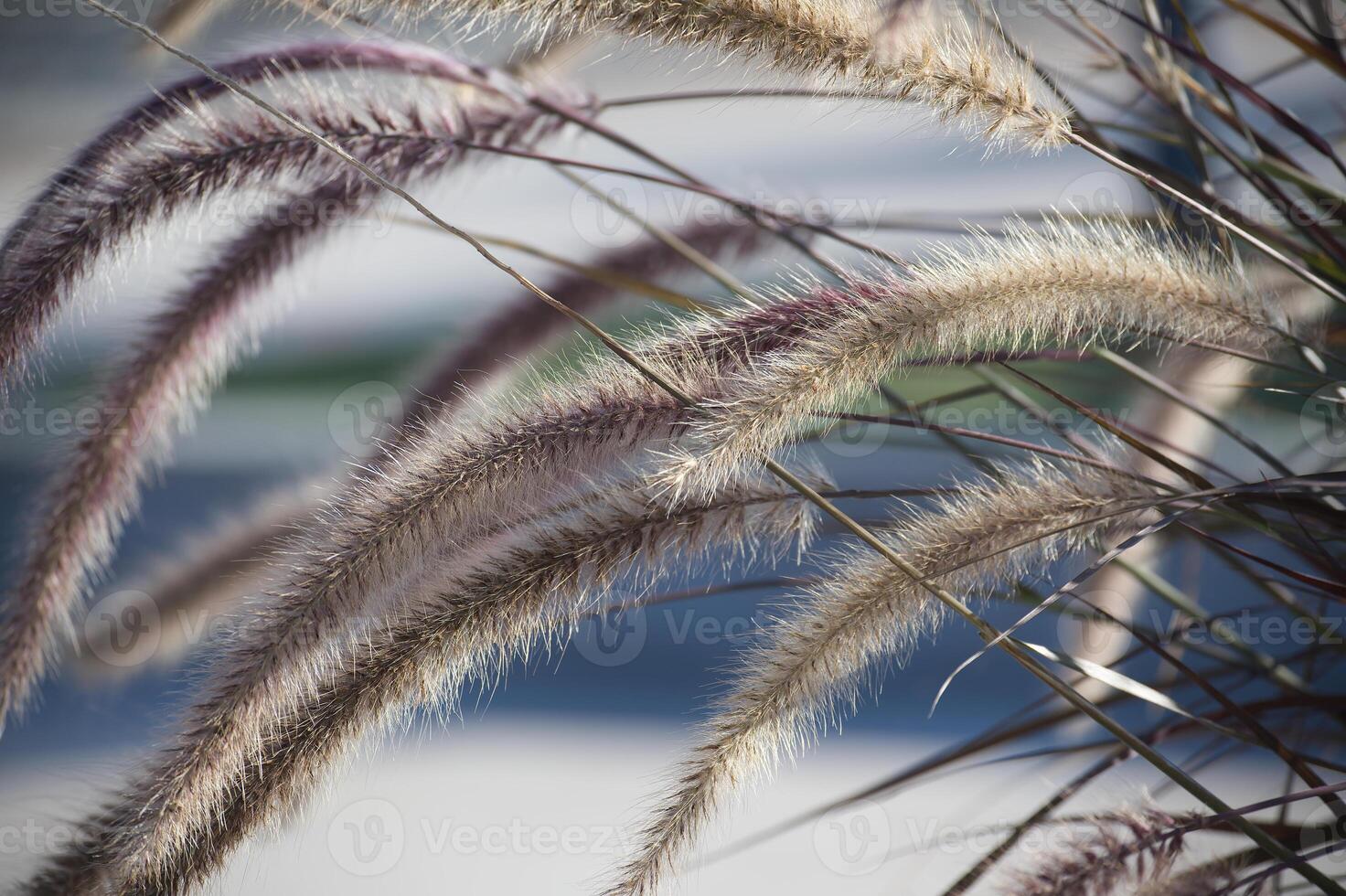 Close-up of ornamental grass with feathery plumes illuminated by sunlight photo